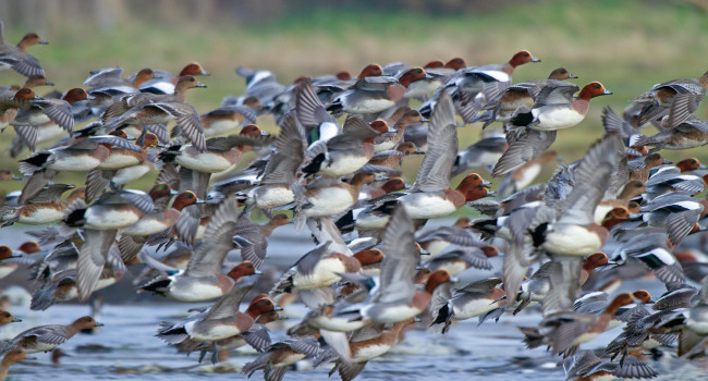 Wigeon, John Harding 2020-b040-john-harding-7824_original_2.jpg