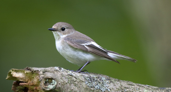 Pied Flycatcher, John Harding 2020-b041-john-harding-8154_edit.jpg