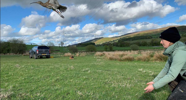 Curlew tagging in Wales. Rachel Taylor