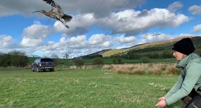 Releasing a tagged Curlew. Rachel Taylor Releasing a tagged Curlew. Rachel Taylor