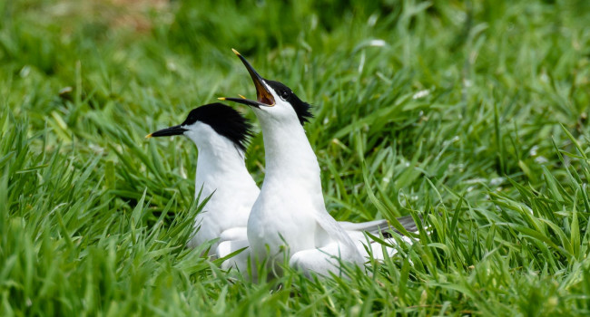 Sandwich Tern, Philip Croft 2021-b001-philip-croft-8500_original.jpg