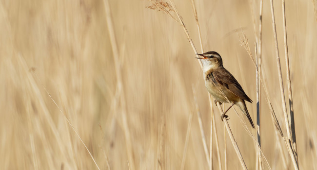 Sedge Warbler, Liz Cutting 2021-b002-liz-cutting-8497_3.jpg