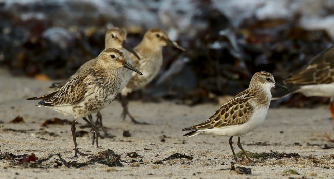 Little Stint and Dulin, Tom Cadwallender 2021-b007-tom-cadwallender-8882_edit.jpg