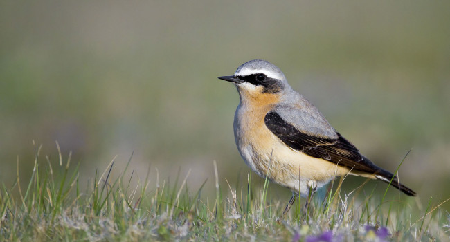 Wheatear, Paul Hillion 2021-b008-paul-hillion-8791_web.jpg