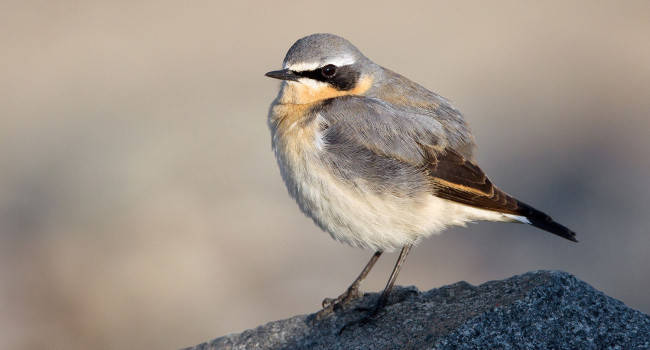 Wheatear, Paul Hillion 2021-b008-paul-hillion-8809.jpg