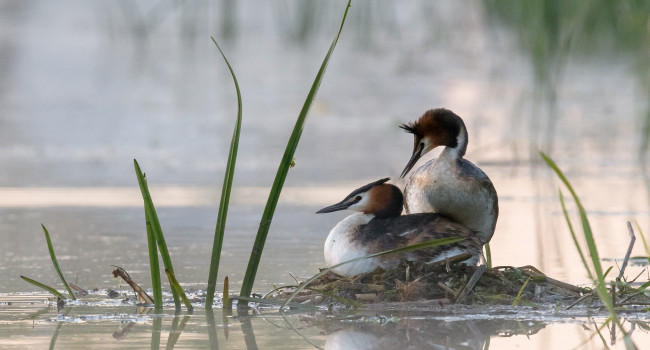 Great Crested Grebes on nest, Sarah Kelman Great Crested Grebes on nest, Sarah Kelman