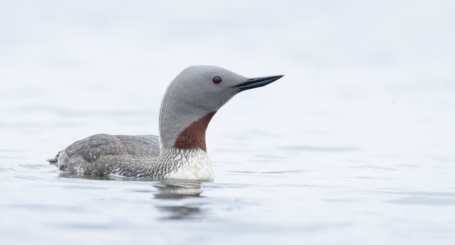 Red-throated Diver, Sarah Kelman 2022-b002-sarah-kelman-9780_web.jpg