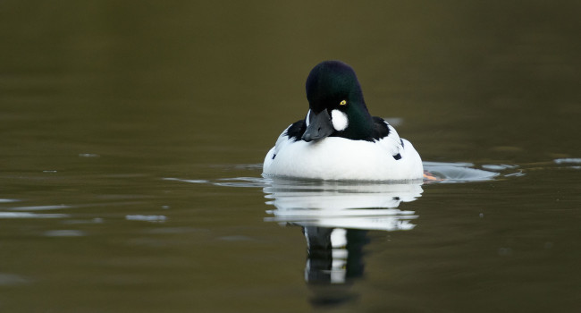 Goldeneye, by Sarah Kelman / BTO