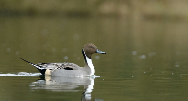Pintail, by Sarah Kelman / BTO