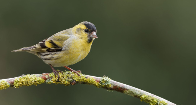 Siskin, Liz Cutting 2022-b017-liz-cutting-10666_2_original.jpg