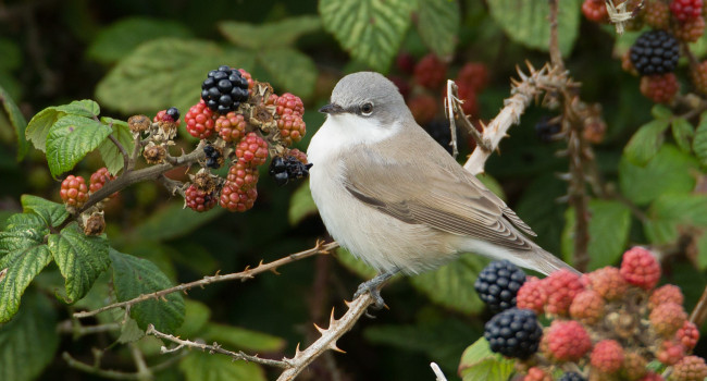 Lesser Whitethroat, Liz Cutting 2022-b030-liz-cutting-118162.jpg