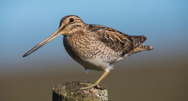 Snipe, by David Scott / BTO