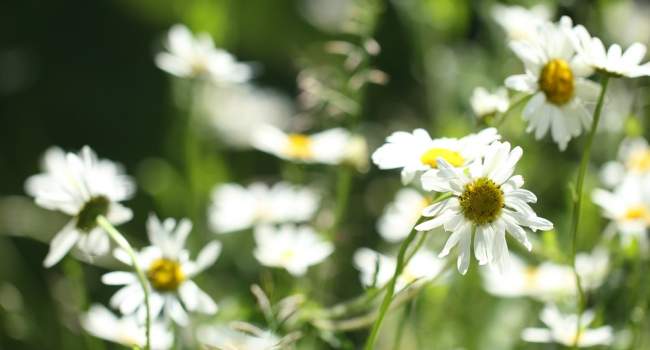 Meadow. Luke Hawkins Meadow. Luke Hawkins