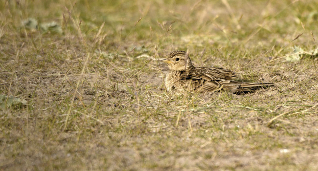 Skylark. John Harding