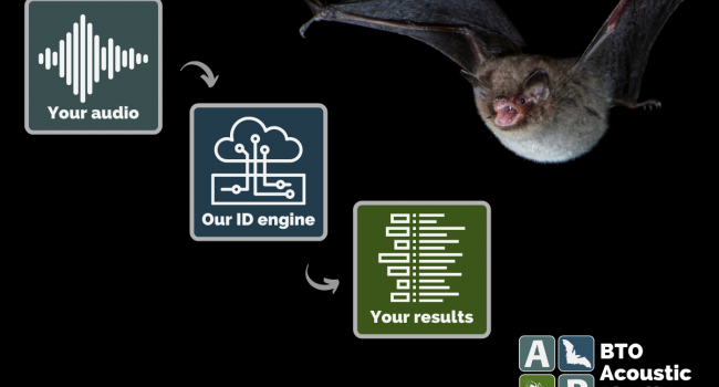 Acoustic Pipeline poster Acoustic Pipeline poster