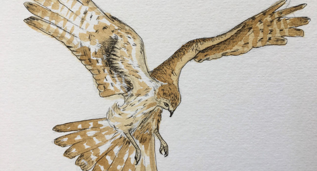 Hen Harrier. Alicia Hayden Hen Harrier. Alicia Hayden