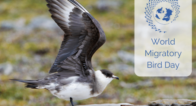 Arctic Skua, by Edmund Fellowes / BTO A photo of an Arctic Skua with the World Migratory Bird Day Logo. This is a blue outline of the earth, surrounded by a spiral of flying birds.