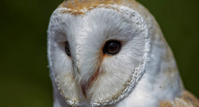 Barn Owl. Gray Clements / BTO