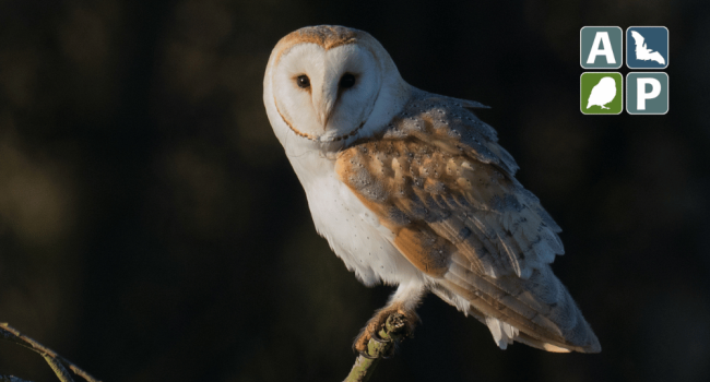 Barn Owl by Liz Cutting