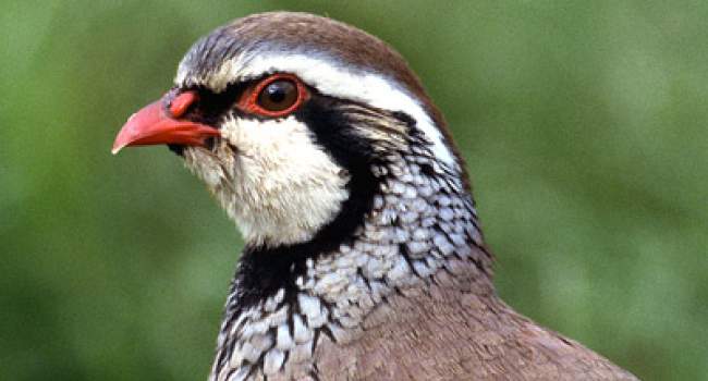 Red-legged Partridge. Photograph by Jill Pakenham Red-legged Partridge. Photograph by Jill Pakenham