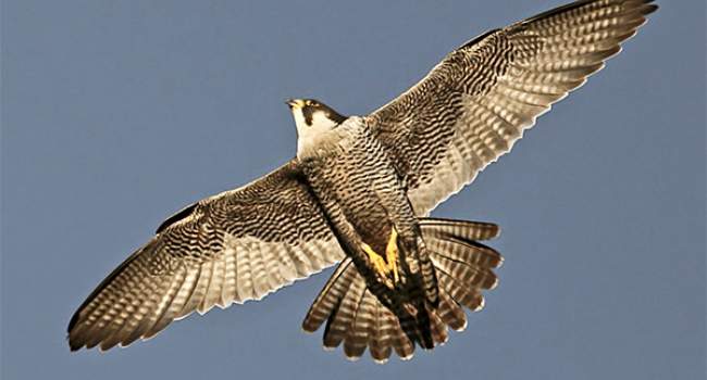 Peregrine. Photograph by Dennis Atherton Peregrine. Photograph by Dennis Atherton