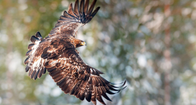 Golden Eagle. Photograph by Sarah Kelman Golden Eagle. Photograph by Sarah Kelman