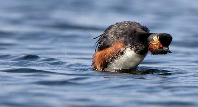Black-necked Grebe. Photograph by Graham Catley Black-necked Grebe. Photograph by Graham Catley