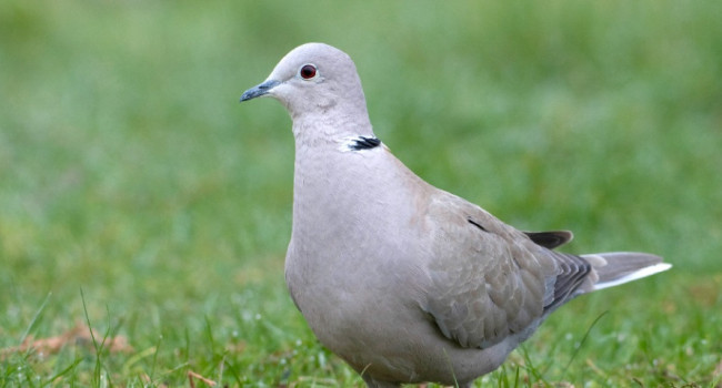 Collared Dove by John Harding Collared Dove by John Harding