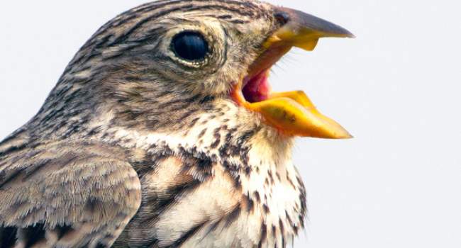 Corn Bunting. Photograph by John Harding