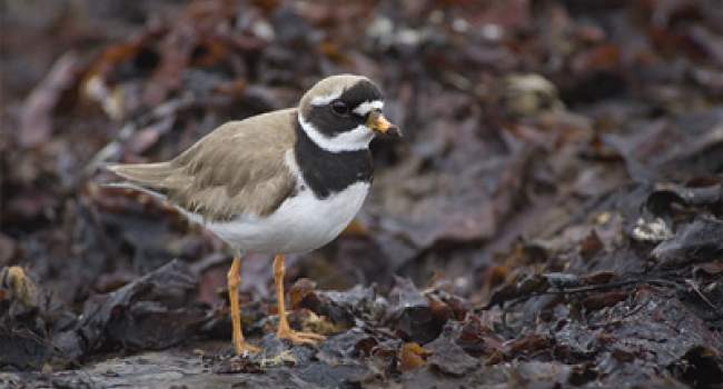 Ringed Plover. Photograph by Edmund Fellowes Ringed Plover. Photograph by Edmund Fellowes