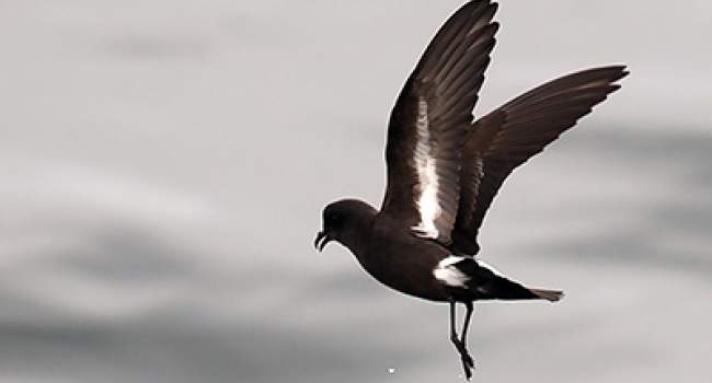 Storm Petrel. Photograph by Joe Pender Storm Petrel. Photograph by Joe Pender