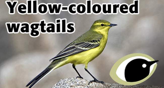 Yellow Wagtail. Photograph by Paul Hillion Yellow Wagtail. Photograph by Paul Hillion