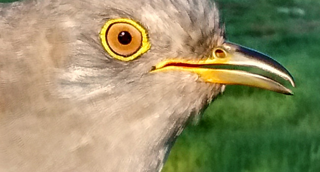 Cuckoo 161318 portrait