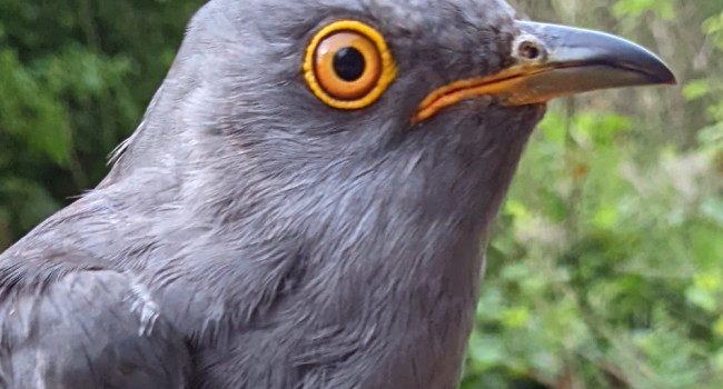 Joe, Cranwich Heath, 2022. PTT 232670