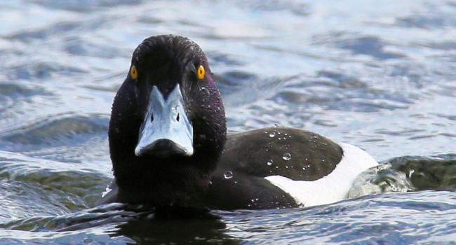 Tufted Duck by Edwyn Anderton Tufted Duck by Edwyn Anderton