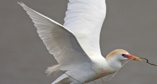 Cattle Egret by Jeff and Allison Kew/BTO Cattle Egret by Jeff and Allison Kew/BTO