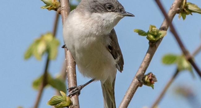 Lesser Whitethroat by Jeff Lack