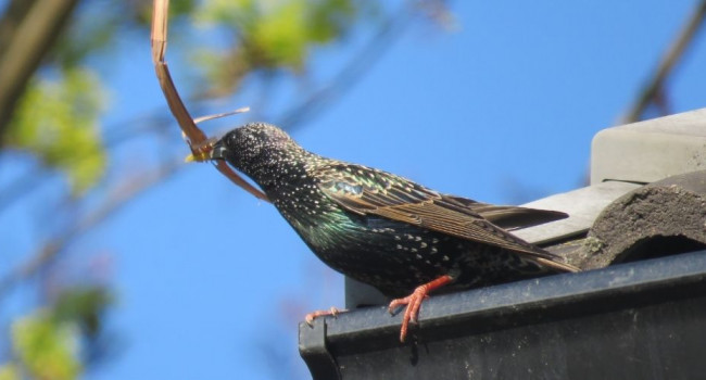 Starling, Harriet Day Starling, Harriet Day