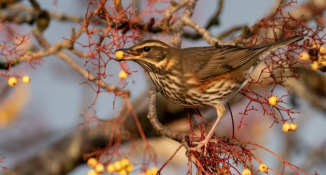 Redwing, Edmund Fellowes Redwing, Edmund Fellowes