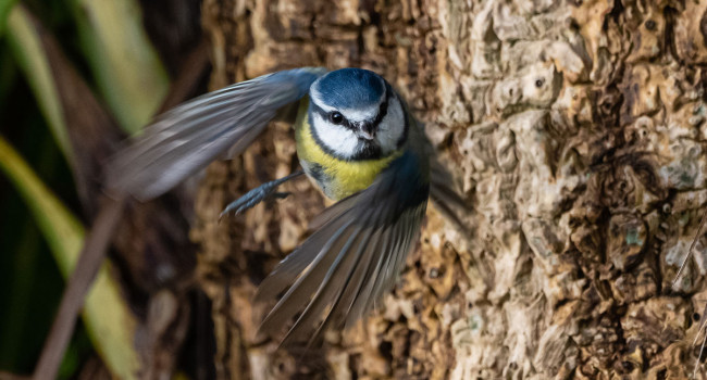 Blue Tit in flight. Philip Croft