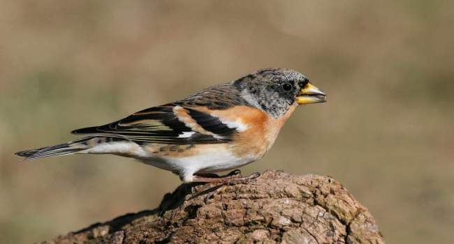 Brambling, photograph by Jill Pakenham Brambling, photograph by Jill Pakenham