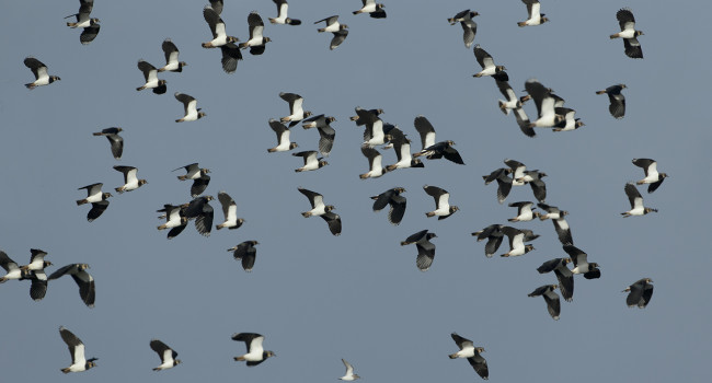 Lapwing, Edmund Fellowes bto-2019-b01-edmund_fellowes-2_2_edit.jpg