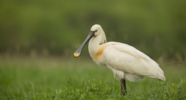 Spoonbill, Edmund Fellowes bto-2019-b01-edmund_fellowes-56_2_original.jpg