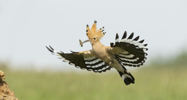 Hoopoe, Edmund Fellowes bto-2019-b01-edmund_fellowes-71_2_web.jpg