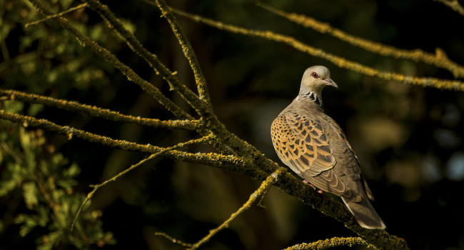 Turtle Dove, Tom Streeter bto-2019-b03-tom_streeter-156_2_web.jpg