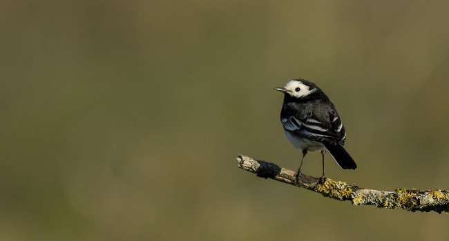 PIED WAGTAIL, TOM STREETER bto-2019-b03-tom_streeter-186_2_edit.jpg
