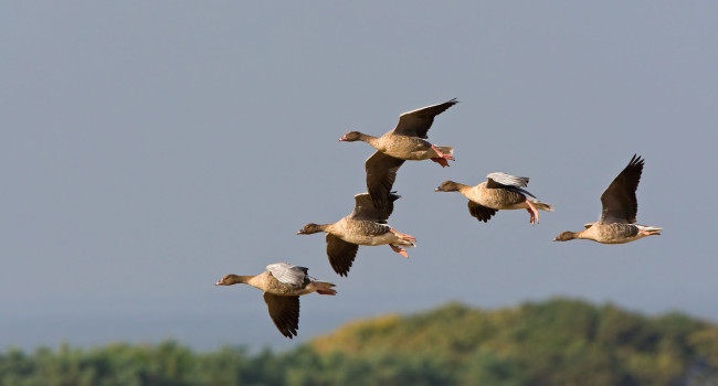 Pink-footed Goose, by Chris Knights / BTO