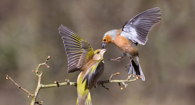 Greenfinch and Chaffinch, Edmund Fellowes Greenfinch and Chaffinch, Edmund Fellowes