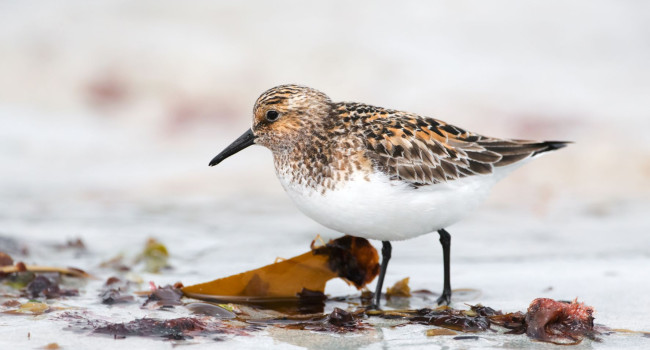 Sanderling, Edmund Fellowes bto-2019-b10-edmund-fellowes-1604_2_original_1.jpg