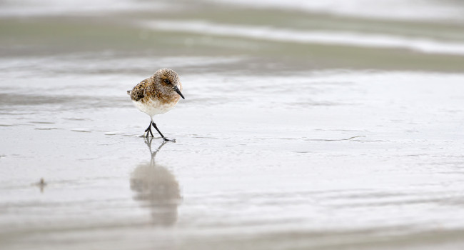 Sanderling, Edmund Fellowes bto-2019-b10-edmund-fellowes-edit.jpg